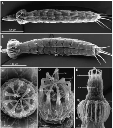 Fig. 4 Scanning electron micrographs of Tubulideres seminoli gen. et sp. nov. a Male dorsal view