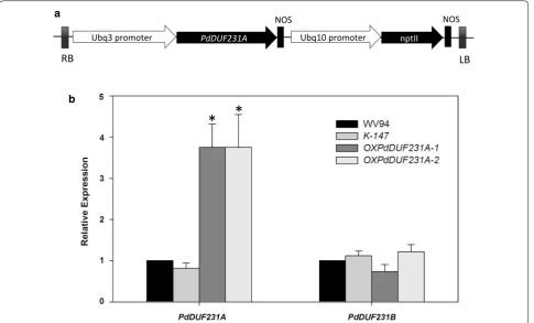 Fig. 3 Quantitative RT‑PCR analysis of the expression of PdDUF231A in Populus transgenic lines