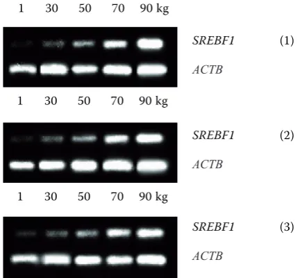 Figure 2. The pattern of SREBF1 mRNA levels in the subcutaneous adipose tissue of pigs weighing 1, 30, 50, 70 and 90 kg
