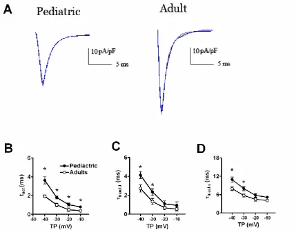 Fig. 2. The time-dependent properties of sodium currents recorded in adult and pediatric atrial myocytes