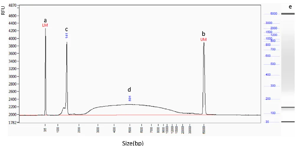 Figure 5 | Fragment Analyzer run summary provided by Cornell’s sequencing facility, regarding one multiplexed BAC Illumina library