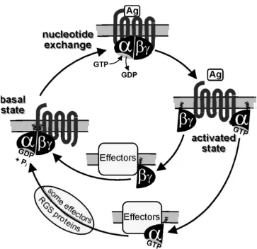 Figure 1.4. Cycle of G protein activity 