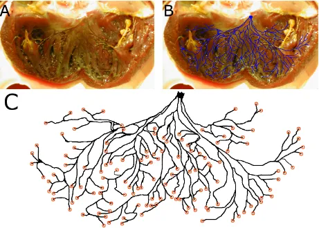 Figure 2: Digitization of the canine left ventricular Purkinje network. (A) Photograph from ex-