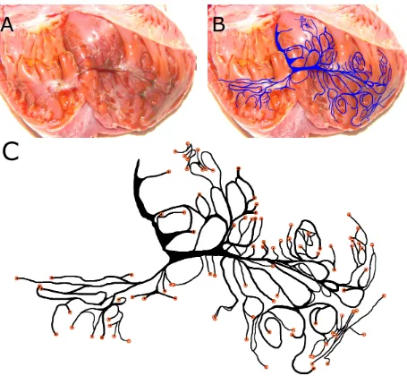 Figure 3: Digitization of the canine right ventricular Purkinje network. (A) Experimental pho-