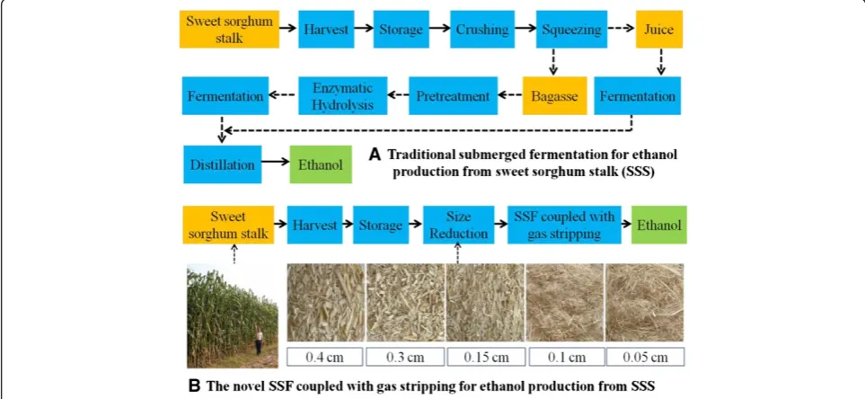 Figure 5 Process diagram of bioconversion process for bioethanol production from sweet sorghum stalk (SSS)