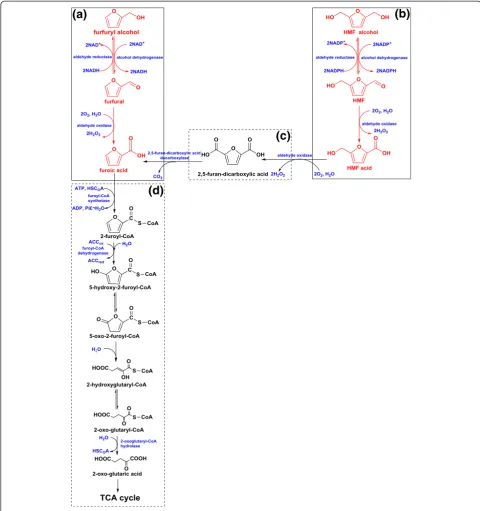 Figure 6 The degradation pathway for furfural and 5-hydroxymethylfurfural (HMF) by A. resinae ZN1