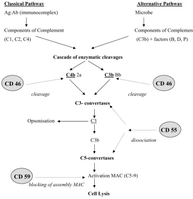 Figure 1. Functional activity of complement-regulatory proteins