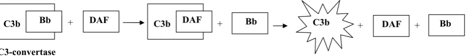 Figure 2. Mechanisms of CD 46 function