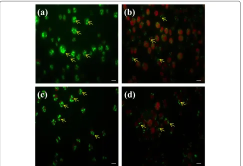 Table 2 Autofluorescence of chloroplast of adaptiveevolved strains CC124 and sta6-1 at different stages
