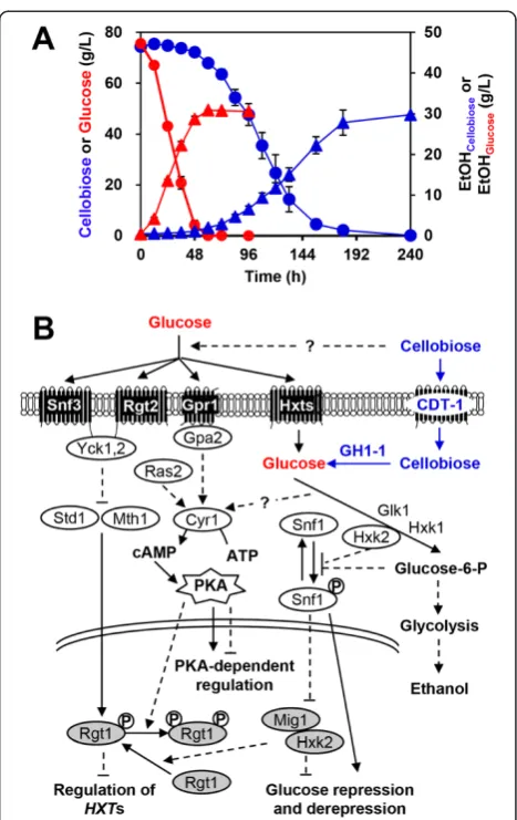 Figure 1 Suboptimal cellobiose metabolism in engineeredSaccharomyces cerevisiae. (A) Fermentation profiles ofrecombinant cellobiose-utilizing S