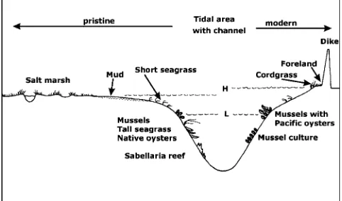 Fig. 3 Schematic cross section through a tidal channel withmarinaC. gigasrisen over time