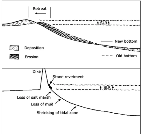 Fig. 5 Eﬀects of sea level rise (SLR) on soft tidal shores lacking anretreat is associated with sediment redistributions to build a newberm at high water level and to raise the surface of the tidal ﬂats.Belowsediment hunger arising from SLR is directed dow
