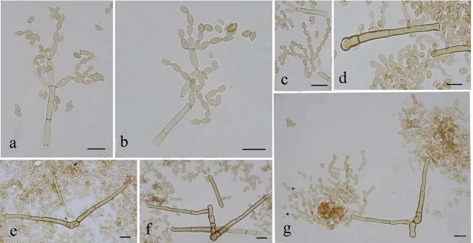 Fig. 7. with swollen at the base;  Cladosporium scabrellum. a., b. Conidiogenous cell and conidia; c
