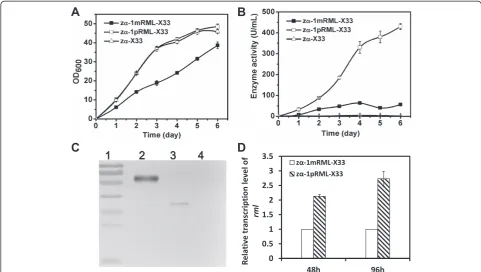 Figure 1 Effect of propeptide addition on cell growth and target enzyme activity. A: OD600 of recombinant strains in flask fermentation.Cell growth of control strain (zα-X33) and recombinant strain (zα-1pRML-X33) containing the propeptide sequence was much