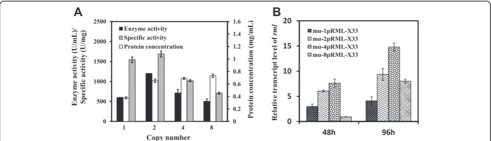 Figure 3 Comparison of recombinant strains containing 1, 2, 4, and 8 gene copies of prml