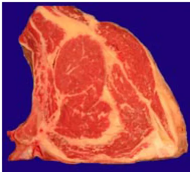 Figure 1. Cross-section through the loin behind the 8th rib