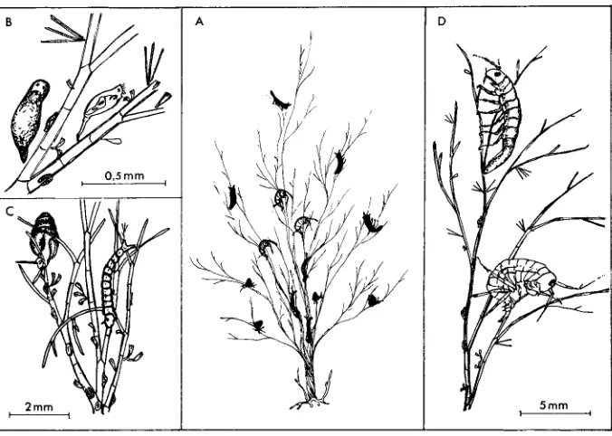 Fig. 1: Some herbivores of the Cladophora-belt. ulvae (A) Their characteristic positions on the alga, (B) Turbellarian Provortex balticus and rotifer Proales reinhardti, (C) Gastropod Hydrobia and a chironomid larva, (D) Isopod Idotea baltica and amphipod Garnmarus oceanicus 