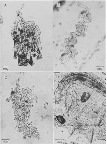 Fig. 2: Faecal pellets of (A) Idotea battica, (B) Gamrnarscs oceanicus, (C) Chironomid larva (mainly composed of diatom Rhoicosphenia)