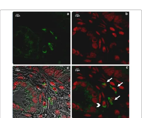 Fig. 2 Confocal microscopy following IF labeling, emission spectra of AF 488 and 7AAD