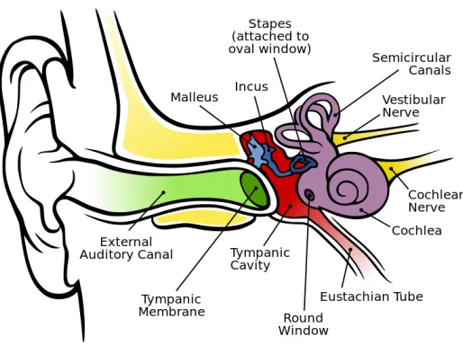 Figure 2.1: Structure of the Human Ear [15].