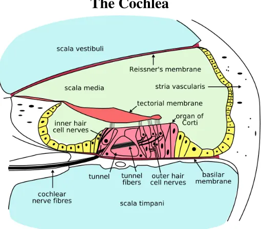 Figure 2.2: Cross Section of the Cochlea [16].