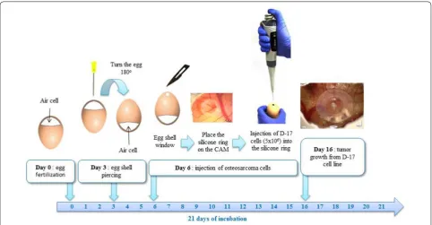Fig. 1 Illustration of the CAM assay indicating critical steps of the experiment