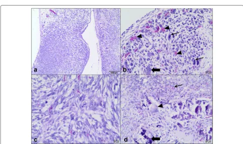 Fig. 2 Canine osteosarcoma from D‑17 cell line growth on the CAM. a Chick embryo (white arrow), silicone ring (arrowhead), tumor growth (thin black arrow), b isolated tumor 