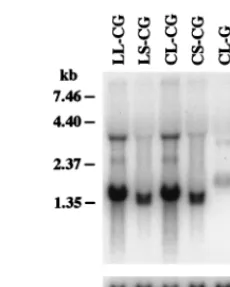 TABLE 3. Titers of viruses rescued by transient transfectionof packaging and VSV-G constructsa