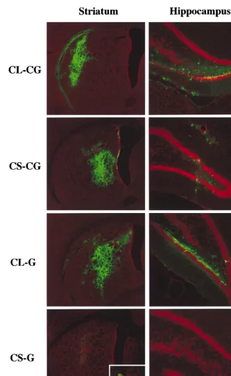 FIG. 4. Expression of GFP in the striatum and hippocampus of adult rat brains 6 weeks after injection of HIV vectors