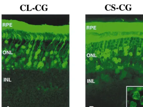 FIG. 5. Expression of GFP in the retina of rat pups 12 weeks after injectionof the CL-CG vector (A) and the CS-CG vector (B)