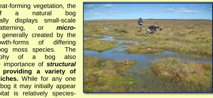 table is a remarkably stable feature.  It sits within just 5 cm of the bog surface for the majority of the year, summer and winter, almost whatever the weather