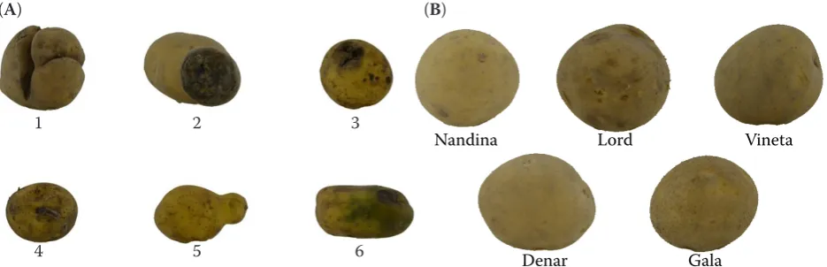 Figure 1. Examples of images of defects (A) and various varieties of potatoes (B). (1) potato irregular, mechanically damaged; (2) bulb with a wet of rot; (3) bulb from dry of rot; (4) potato from mechanical damage and signs of rot; (5) developed secondary tubers; (6) the potato of rot and greeningDenar                             Gala