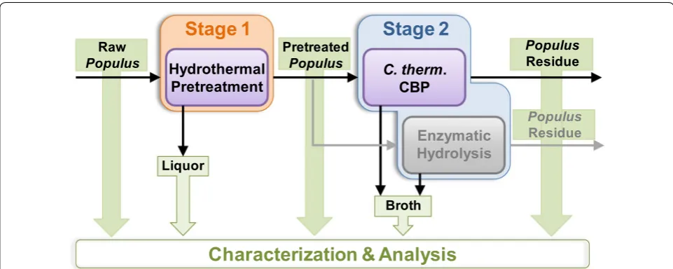 Fig. 11 Overview of experimental characterization of deconstruction of three natural variant hydrothermal pretreatment (Stage 1) followed by biological deconstruction (Stage 2) with either Populus lines