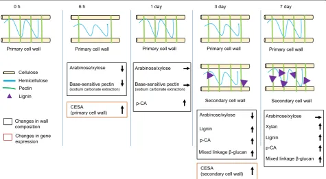Fig. 8 Model for BL‑mediated cell wall development in switchgrass suspension cultures