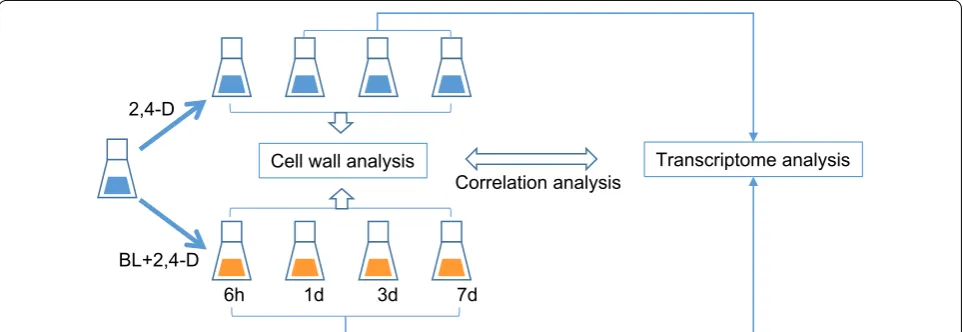Fig. 1 Experimental design. Switchgrass cell suspension cultures were transferred to fresh medium containing 9 μM 2,4‑D (controls, blue), or to medium with 0.9 μM 2,4‑D supplemented with 0.2 μM BL (induced, orange), and harvested at the times shown