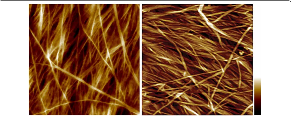 Fig. 6 Atomic force micrograph of primary and secondary cell wall after delignification
