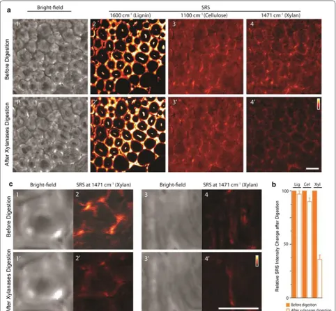 Fig. 8 In situ imaging by stimulated Raman scattering microscopy of lignin, cellulose, and xylan in corn stover cell walls before and after xylan digestion