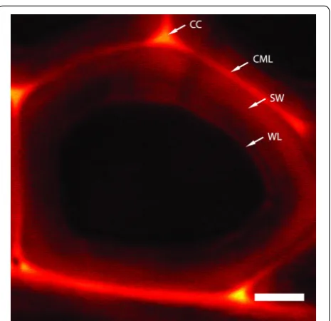 Fig. 1 Atomic force micrograph of primary and secondary cell wall structure from maize