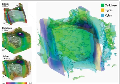 Fig. 3 Lignin, cellulose, xylan in corn stover cell wall shown in individual 3D concentration distribution (left) and overlay of their isosurfaces (right) by reconstruction of stimulated Raman scattering microscopy sectioning scans
