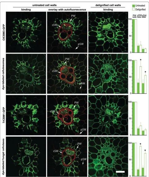 Fig. 4 Confocal laser scanning microscopy of cell walls in transverse section of vascular bundle area when exposed to GFP‑CBMs (reprinted from [10] with permission)