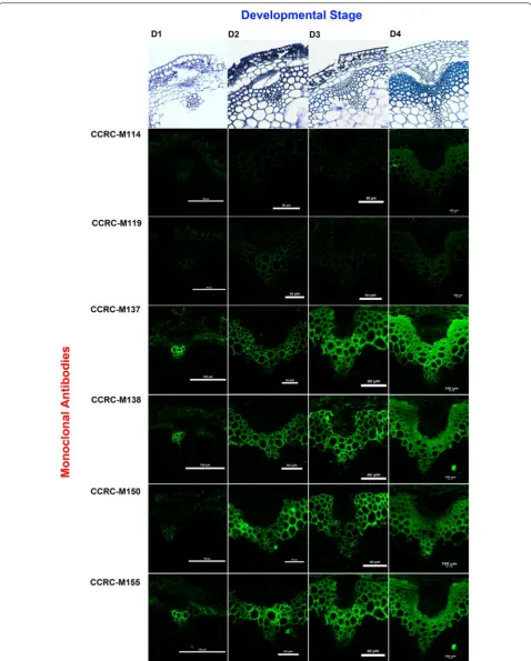 Fig. 3 Immunolabelling of xylan epitopes of Col-0 stems at different development stages (D1-D4)