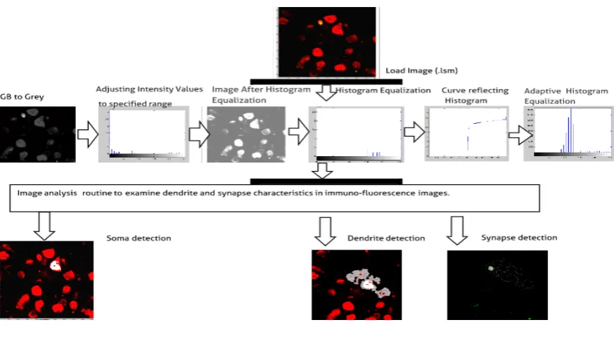 Figure 7. Flowchart showing feature extraction from Neuron components 