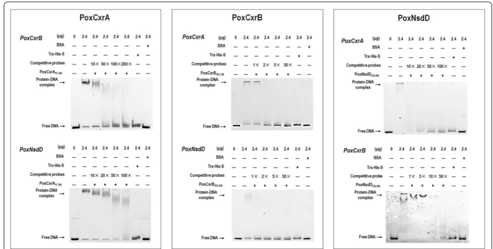 Fig. 8 Electrophoretic mobility shift assay showing the interactions between the DNA‑binding domains of the regulators and the promoter sequences of the newly identified regulatory genes