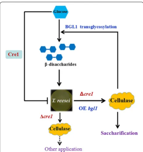 Fig. 8 Schematic model illustrating the principle for constructing the BGLA-overexpressing cellulase system with pleiotropic functions