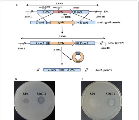Fig. 1 Deletion of the cre1 gene in T. reesei SP4. a Deletion of cre1 and excision of the pyrG marker in the Δcre1 strains