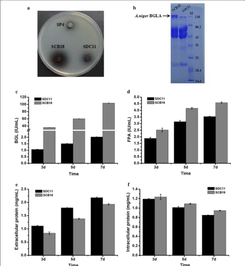 Fig. 4 Overexpression of the A. niger BGLA-encoding gene bglA in T. reesei SDC11. a Detection of β-glucosidase activity on the CMC-esculin plate