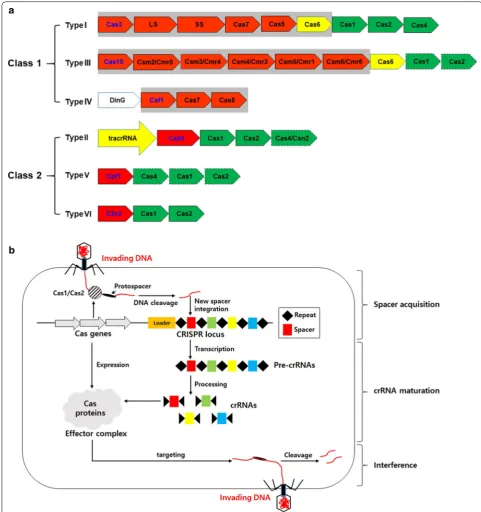Fig. 2 Different subtypes of the CRISPR systems (a) and their biological mechanisms of immunity against invading viruses (b)