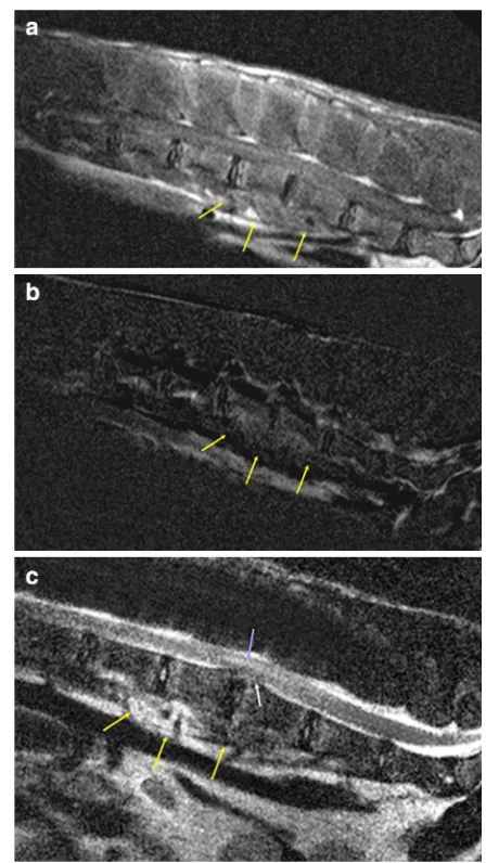 Fig. 1 Magnetic resonance images of the lumbar spine of a male alpaca (Vicugna pacos)