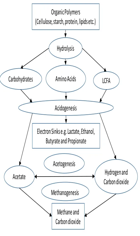 Fig. 1.  Degradation steps of anaerobic digestion process. 