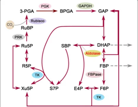 Fig. 1 Schematic overview of the Calvin cycle. Only enzymes exam-fructose 1,6-bisphosphatase, glycerate, phosphate, 7-phosphate, phate, R5Pcarboxylase/oxygenase,  NADPined in this study are indicated